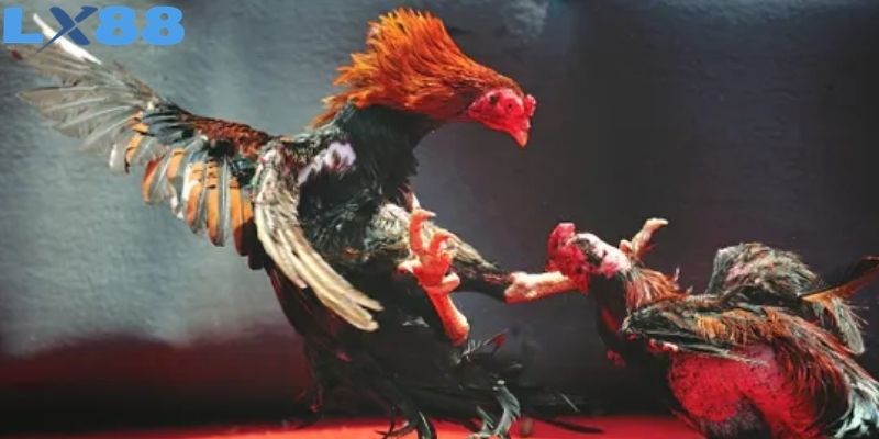 Đá gà cung cấp cửa Wala như một trong những lựa chọn phổ biến