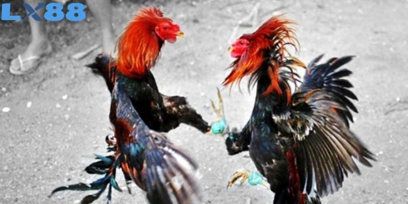 Tìm hiểu về quy định cơ bản của một trận đá gà cựa sắt