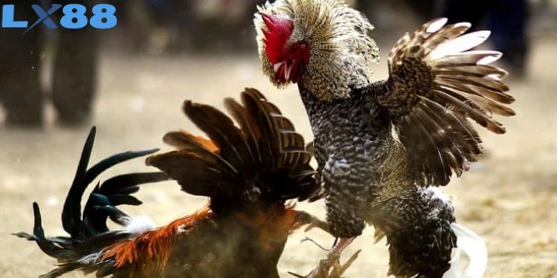 Đá Gà Đòn Lôi Cuốn Người Xem Bằng Kỹ Thuật Chiến Đấu Hay